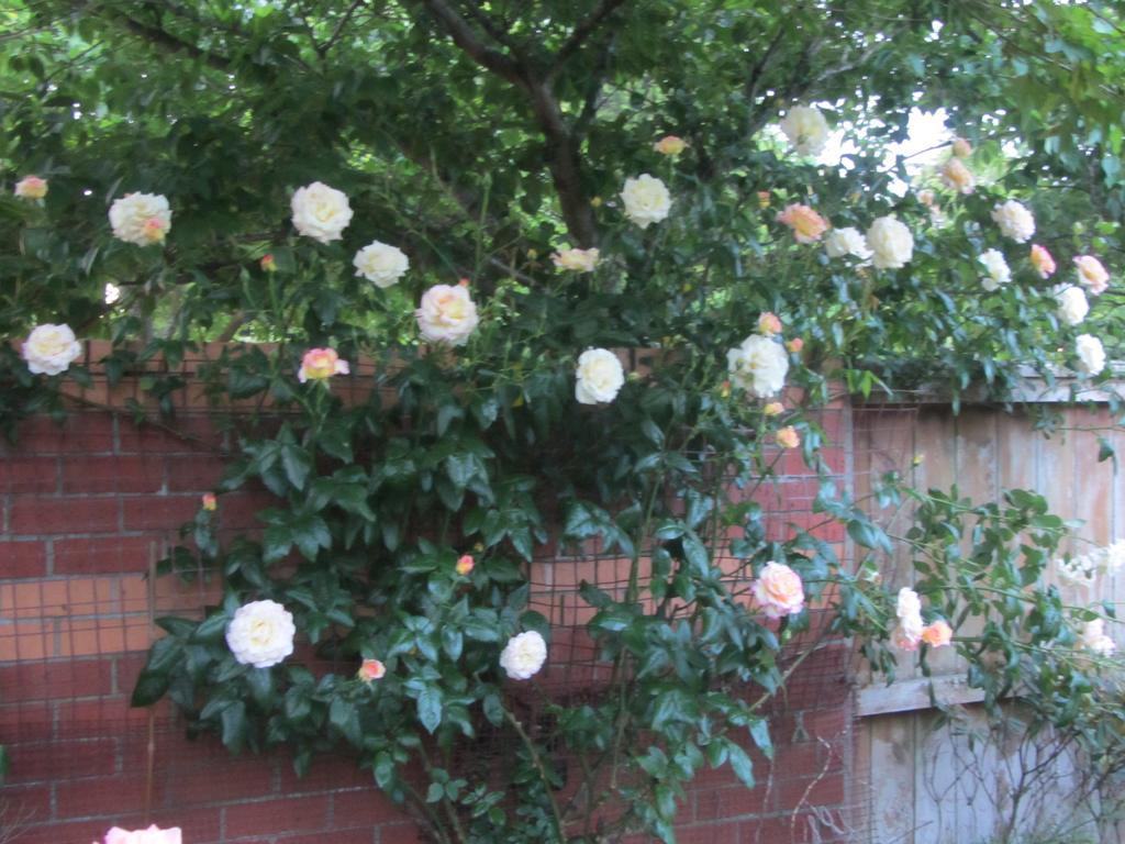 Airport Stableford B&B Christchurch Eksteriør billede